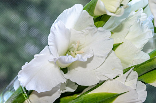White Gladiolus imbricatus flower, close up.