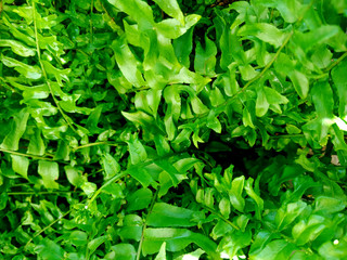 Ferns plants and leaves fresh green foliage natural floral fern background in sunlight.