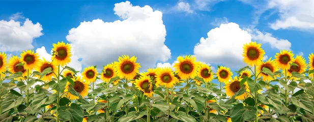 Poster blooming sunflowers on a background of blue sky © Suwan