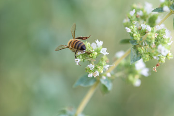 bees at work, collecting nectar on marjoram flower