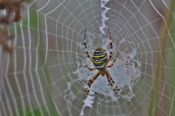 Araignée, Argiope