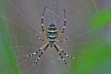 Araignée, Argiope