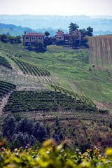 aerial view of the vineyardvineyard in piemonte, italy,vine, grapes