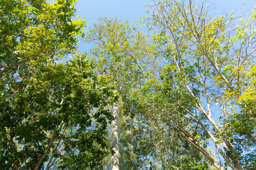 A huge forest under the blue sky View from bottom to top.