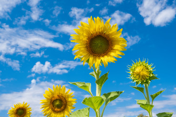 Naklejka premium Sunflower yellow on sky bright background. sunflower blooming in garden.