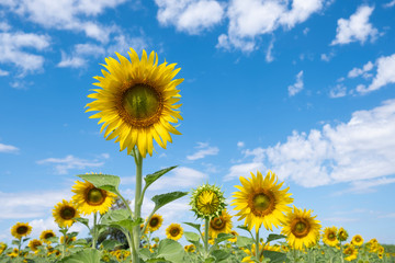 Sunflower yellow on sky bright background. sunflower blooming in garden.