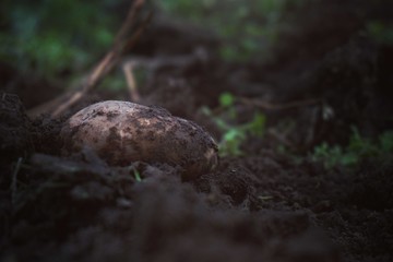 mushroom in forest