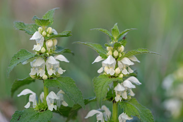 Lamium album, commonly called white nettle or white dead-nettle is a flowering plant in the family...