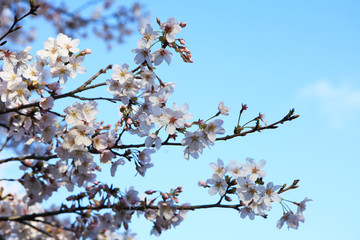 桜（ソメイヨシノ）