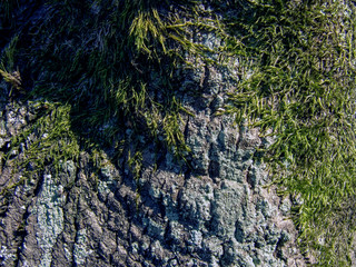 bark of a tree with moss, lava, nacka, stockholm, sweden, sverige