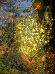 autumn leaves on the water, nacka, stockholm, sweden, sverige