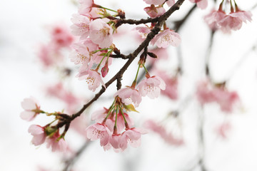 桜（オオカンザクラ）