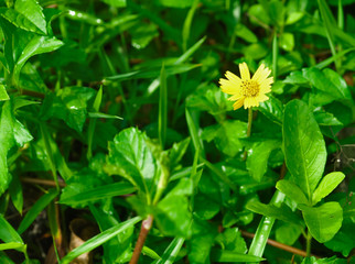 A small yellow flower making its way to the sun between the leaves of green grass, the concept of the beginning
