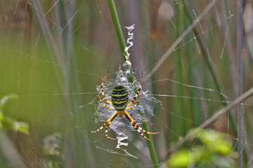 Araignée, Argiope