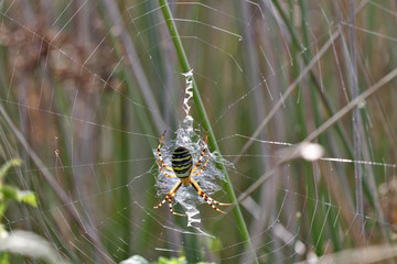 Araignée, Argiope