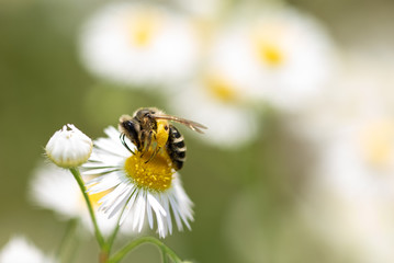 Close up of solitary Bee on daisy flower collecting pollen.