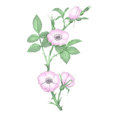 Floral background with pink flowers of wildrose.