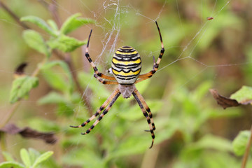 Araignée, Argiope