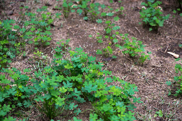 Shamrock VI