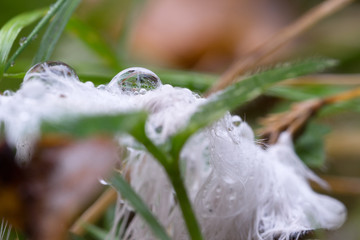 dew on feather