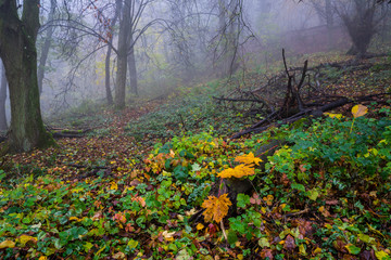 Naklejka premium Germany, Enchanted colorful forest nature landscape of tree trunks and foliage in foggy autumn atmosphere in the morning