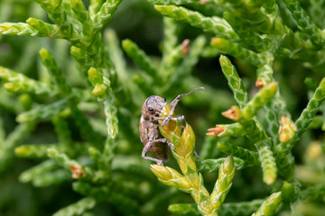 Pantomorus cervinus Fuller's rose beetle on a ceder branch closeup macro, blurred background