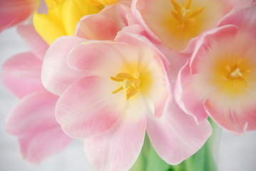 Fototapeta na wymiar Pink and yellow tulips arranged in a clear vase isolated on a white brick background