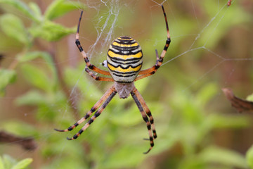 Araignée, Argiope