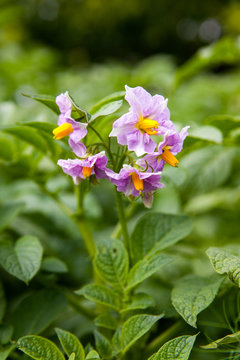 Kartoffelbl&uuml;te