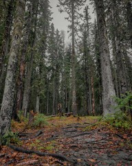 Fototapeta premium path in forest