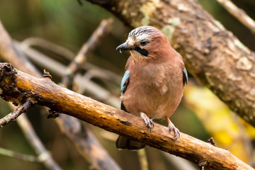 Jay on a branch looking left