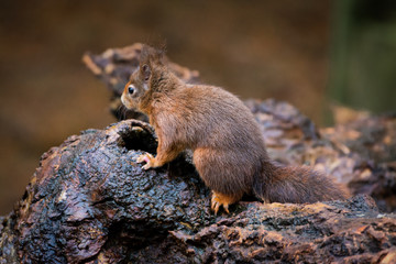 Red squirrel on a branch