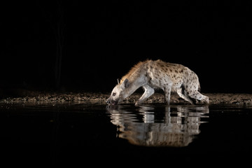 Spotted hyena drinking from a pool at night