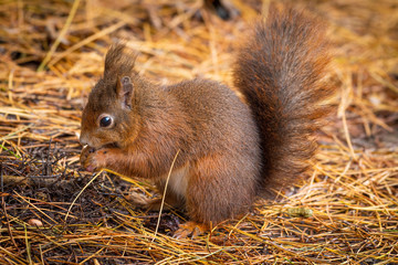 Naklejka na ściany i meble Red squirrel with a large bushy tail in autumn