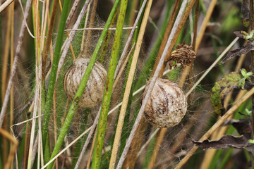 Araignée, Argiope, cocon