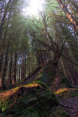 Obraz premium forest in autumn