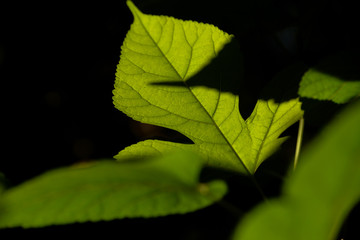backlight green leaves of a tree with dark background