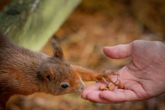 Red squirrel reaching out and feeding on nuts