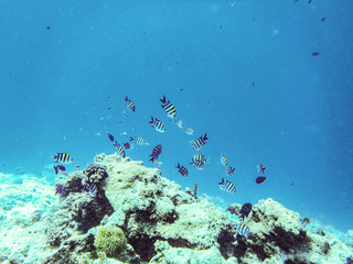 tropical fish in the sea