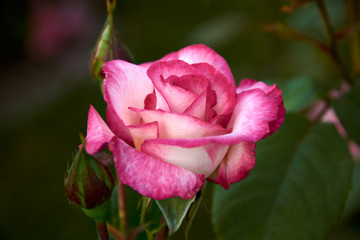 Fototapeta premium Beautiful tender single rose on a dark green blurry background. Greeting card for Valentine's Day. Switzerland, Estavayer-Le-Lac. Roseraie Thérèse Meyer.