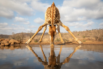 Giraffe beding over to drink from a pool