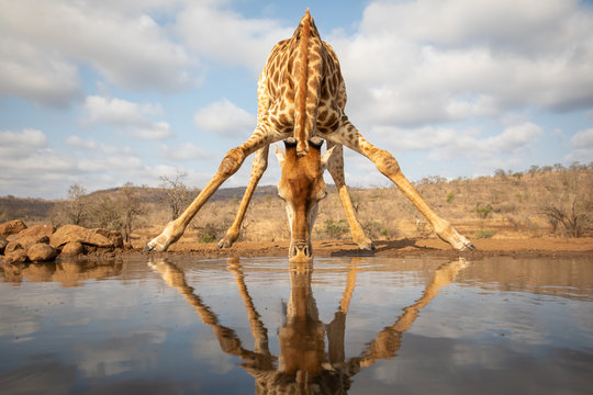 Giraffe beding over to drink from a pool