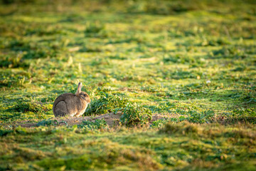 Wild rabbit in a field of grass