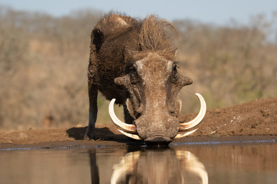 Portrait of a warthog with huge tuskers drinking
