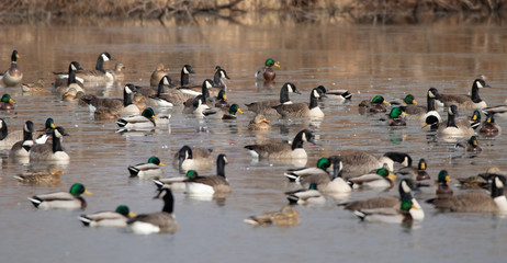 Fototapeta premium Waterfowl