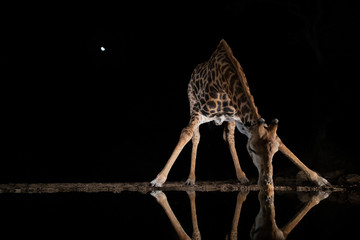 Giraffe drinking from a pool at night in the moonshine © Peter van Dam