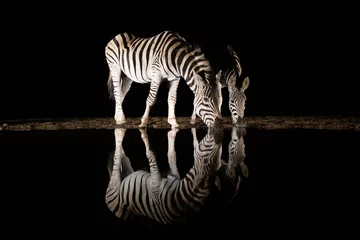 Fotobehang Twee zebra& 39 s die & 39 s nachts uit een zwembad drinken © peterralph