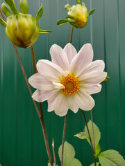 White dahlia flower at the fence