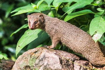 Indian Grey Mongooses