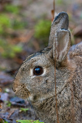 Head shot of a wild rabbit